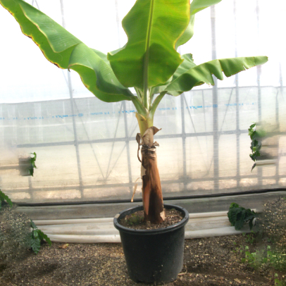 バナナ苗130cm未満 秋田食産 公式オンラインショップ